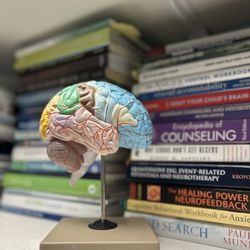 The Brain Performance Center