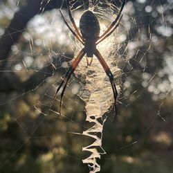 PsychPlus - Web of life