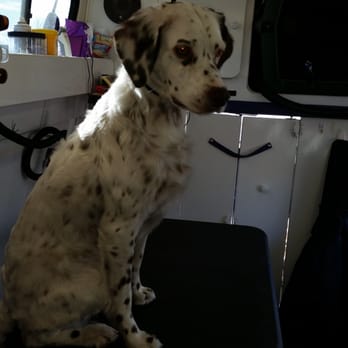 Paws Pet Salon - Pet Groomers Near Me Paws Pet Salon - Pet Groomers Near Me
