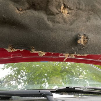 Fort Worth Rover - Rodent made a home under my Range Rover Bonnet. - Auto Repair Near Me - Fort Worth, Texas
