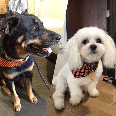 petco grooming sparks