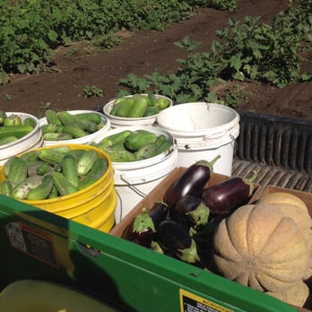 Brandau’s Farmstand - a truck full of vegetables - Farmers Market Near Me - Mokena, Illinois Brandau’s Farmstand - a truck full of vegetables - Farmers Market Near Me - Mokena, Illinois
