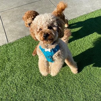 Tefani & So. Dogcare - Hubert jumping for joy - Pet Sitting Near Me - San Francisco, California Tefani & So. Dogcare - Hubert jumping for joy - Pet Sitting Near Me - San Francisco, California