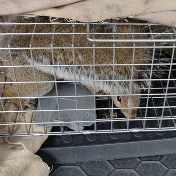 Tactic Pest Control - Live-trapping squirrel and relocation - Pest Control Near Me