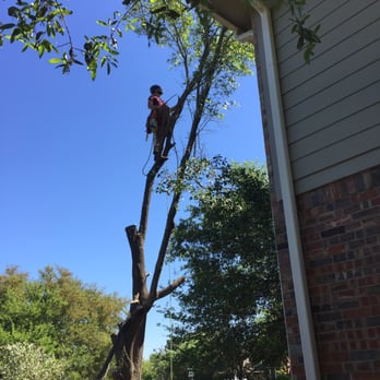 Tommy's Tree Service - Tommy crew high up - Tree Services Near Me Tommy's Tree Service - Tommy crew high up - Tree Services Near Me