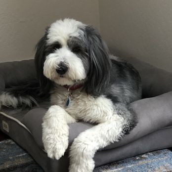 Gary Maria's Professional Dog Training - Pet Training Near Me