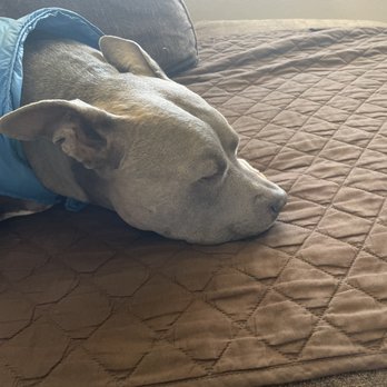 Standiford Veterinary Center - Strong pain meds! - Veterinarians Near Me - Modesto, California Standiford Veterinary Center - Strong pain meds! - Veterinarians Near Me - Modesto, California