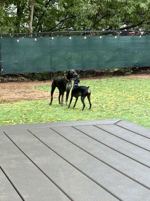 Neighbors Dog Park & Cafe by null