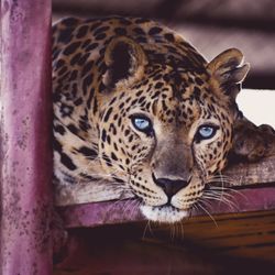 Center for Animal Research and Education - Milo the leopard