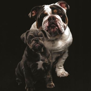 TLS Kennels - El Chapo and El Lobo - Pet Breeders Near Me TLS Kennels - El Chapo and El Lobo - Pet Breeders Near Me
