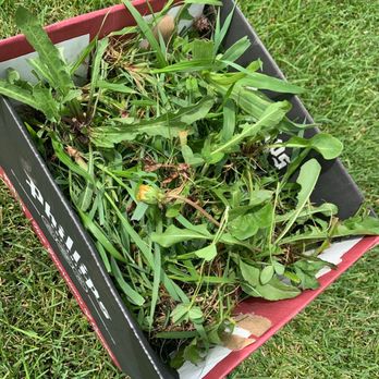 Weed Man - Box full of weeds "weed man" didn't kill. I did this every week or two in the summer" - Lawn Services Near Me - Burnsville, Minnesota Weed Man - Box full of weeds "weed man" didn't kill. I did this every week or two in the summer" - Lawn Services Near Me - Burnsville, Minnesota