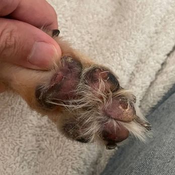Veterinary Skin & Ear - Deterioration of the paw pads - Veterinarians Near Me - Los Angeles, California Veterinary Skin & Ear - Deterioration of the paw pads - Veterinarians Near Me - Los Angeles, California