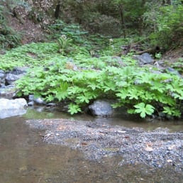 Stream near the bottom of Grizzly flat