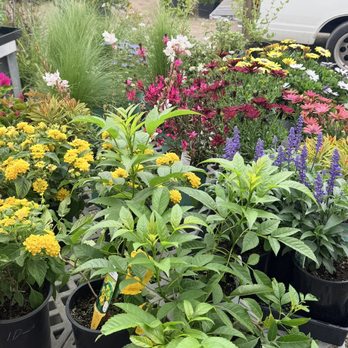 Present Perfect - low water plants - Nurseries & Gardening Near Me - Pasadena, California Present Perfect - low water plants - Nurseries & Gardening Near Me - Pasadena, California