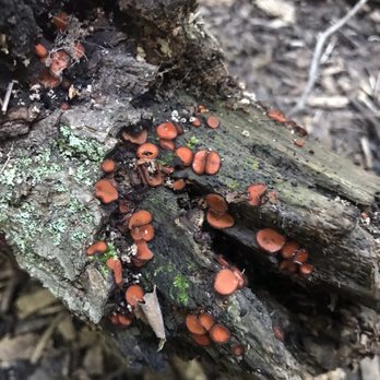 Brown Deer Park - Eyelash Cup fungi - Parks Near Me - Milwaukee, Wisconsin