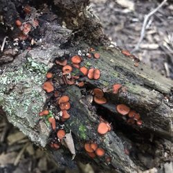 Brown Deer Park - Eyelash Cup fungi