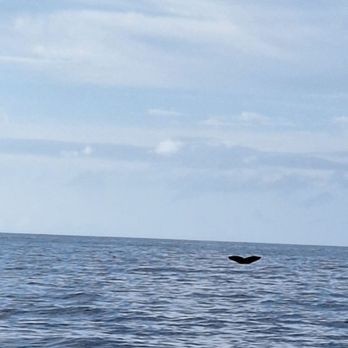 Gemini Sailing Charters - Whale tale - Boating Near Me - Lahaina, Hawaii