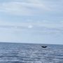 Photo of Gemini Sailing Charters