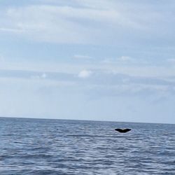 Gemini Sailing Charters - Whale tale