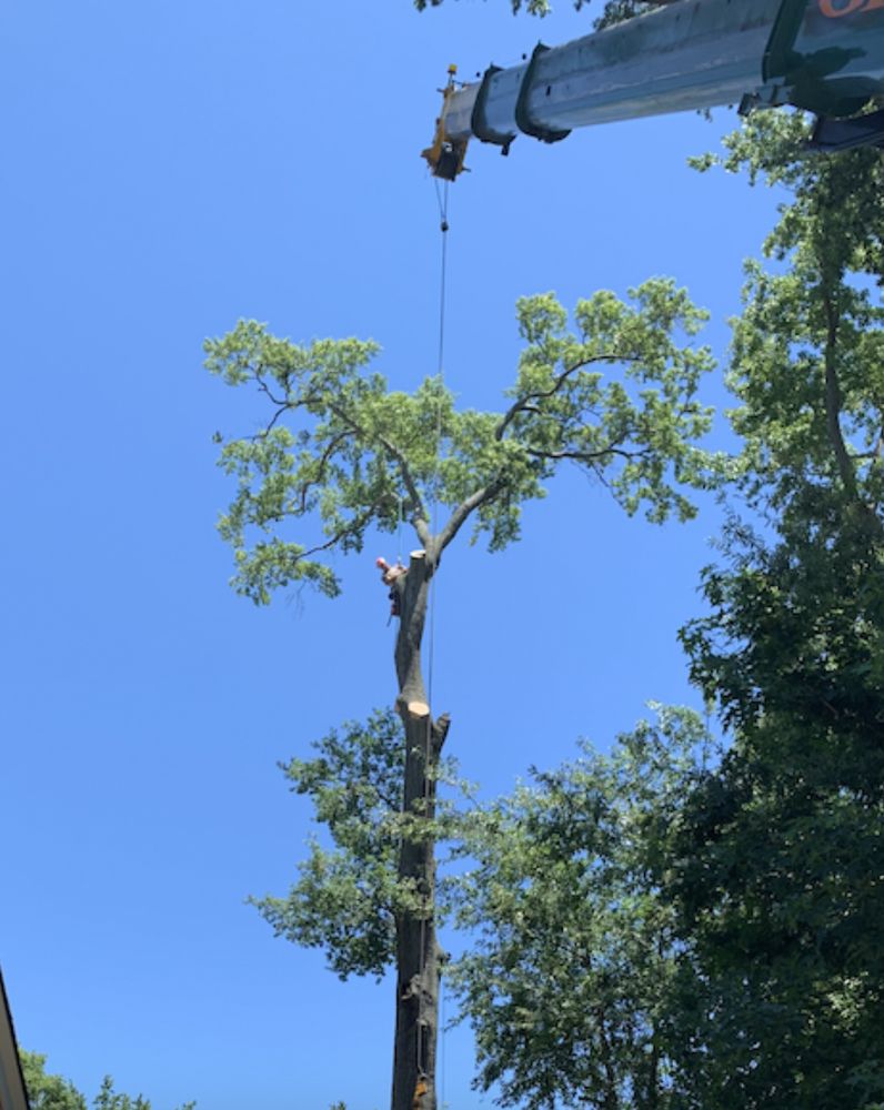 Specialty Tree Service - tree service in Virginia Beach, VA