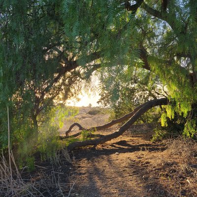 Portuguese Bend by null