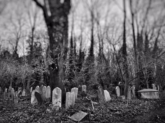 Abney Park Cemetery Trust by null