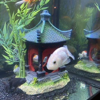 Splash Aquarium - Ranchu Goldfish - Local Fish Stores Near Me - Sacramento, California Splash Aquarium - Ranchu Goldfish - Local Fish Stores Near Me - Sacramento, California