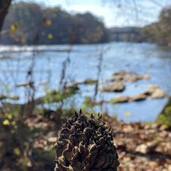 The Chattahoochee River