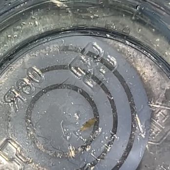 Catfish Coffee House - Plastic in my fiancés drink - Breakfast & Brunch Near Me - Clearlake, California