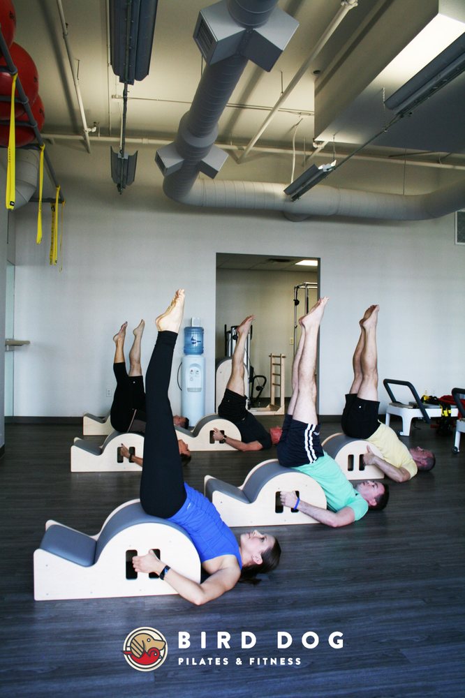 Bird Dog Pilates & Fitness Logo