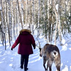 Running Reindeer Ranch - The reindeer really just walk beside you when they aren't jumping around in the forest.