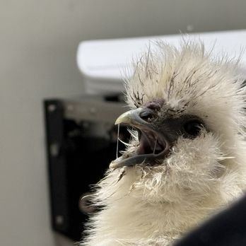 Veterinary Emergency Group - My sick chicken - Emergency Pet Hospital Near Me - San Jose, California Veterinary Emergency Group - My sick chicken - Emergency Pet Hospital Near Me - San Jose, California