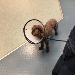 Dogz Body Groomers - Belle leaving the vets
