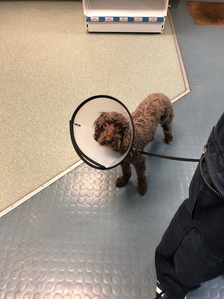 DOGZ BODY GROOMERS Updated June 2024 Norton Road, Stevenage