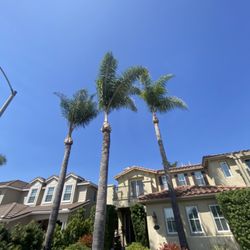 Santiago's Lawncare and Tree Seervice - Santy tree service takes care of your palm tree just give us a call and we can give you a free estimate for your palm tree