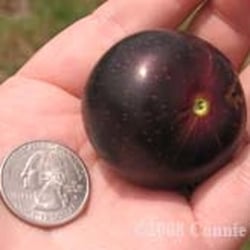 Muscadines And More
