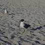 Birdsong Gulf Beach Apartments