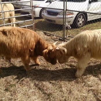 Scottish Highland Games - Festivals Near Me - Winter Springs, Florida