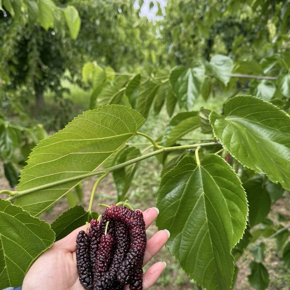 Mulberries Mulberries