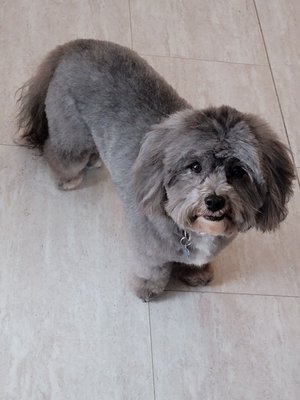 The Dog House by null