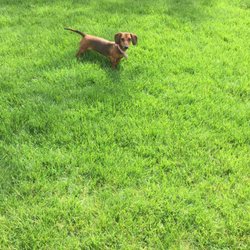Wading River Veterinary Hospital - Flea & Tic protected !