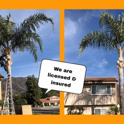 Garcia's 4 Seasons Tree Service - Palm tree trimming and removal