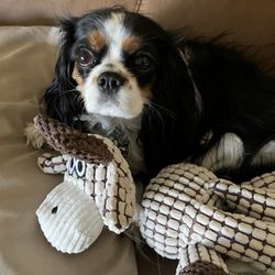 Sharon J Renschler - This is Rosie. I have no idea how she is or where she is because of Sharon!