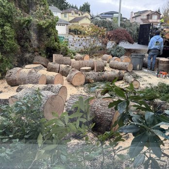 High Quality Tree Service - high quality - Tree Services Near Me - Lynnwood, Washington