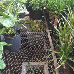 Rat nests