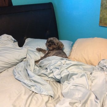 Paws Above the Rest - My poor neglected pup all tucked in bed! - Dog Walkers Near Me - Westminster, California Paws Above the Rest - My poor neglected pup all tucked in bed! - Dog Walkers Near Me - Westminster, California