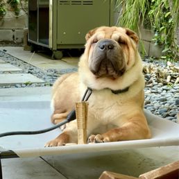 The goodest boy in downstay!
