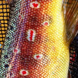 West Fork Anglers - A unique spot on this Watauga river Brown Trout