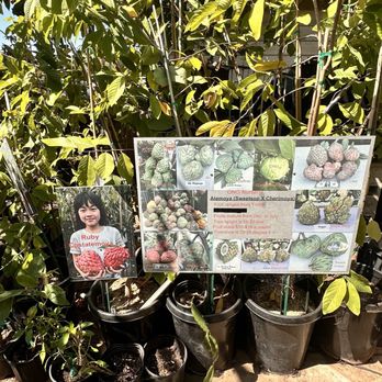 Ong Nursery - Owner was super nice and friendly! Very informative and priced out purchase fairly. Will come back again. - Nurseries & Gardening Near Me - San Diego, California Ong Nursery - Owner was super nice and friendly! Very informative and priced out purchase fairly. Will come back again. - Nurseries & Gardening Near Me - San Diego, California