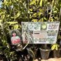 Photo of Ong Nursery